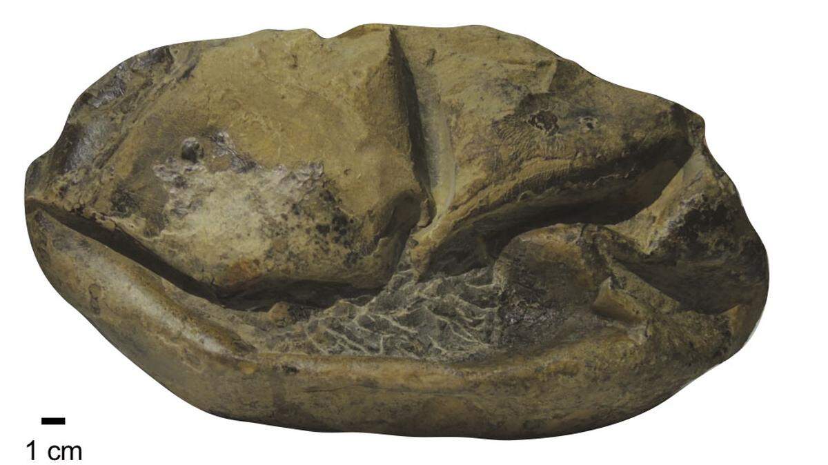 A side view of the fossil of the giant egg found in Antarctica.