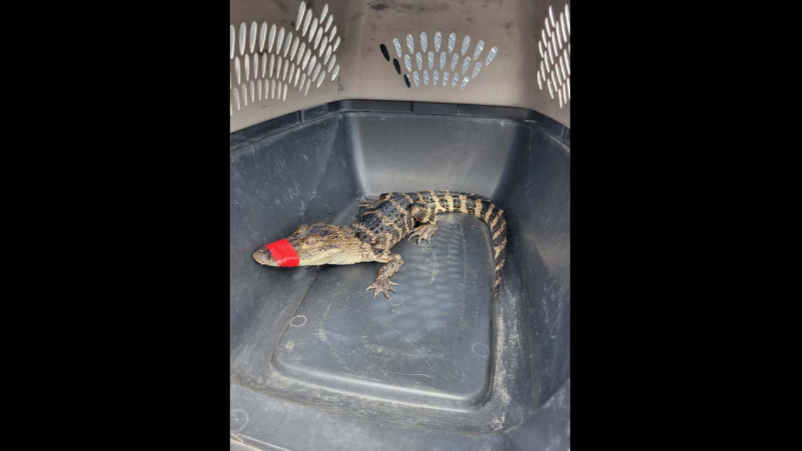 The alligator was safely caught and transported back to the Tampa wildlife park, officers said.