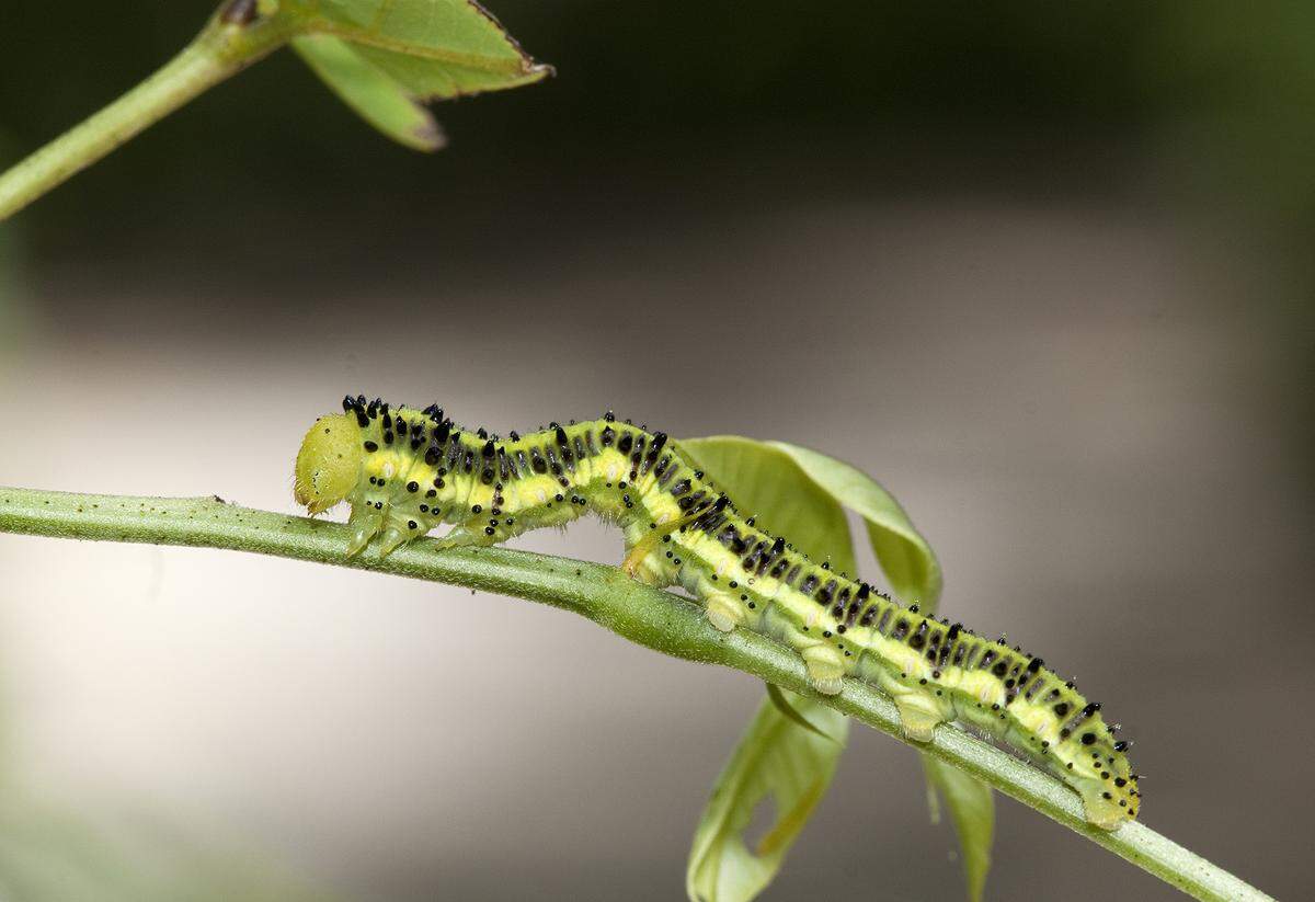 Sulphur caterpillar on Senna species.