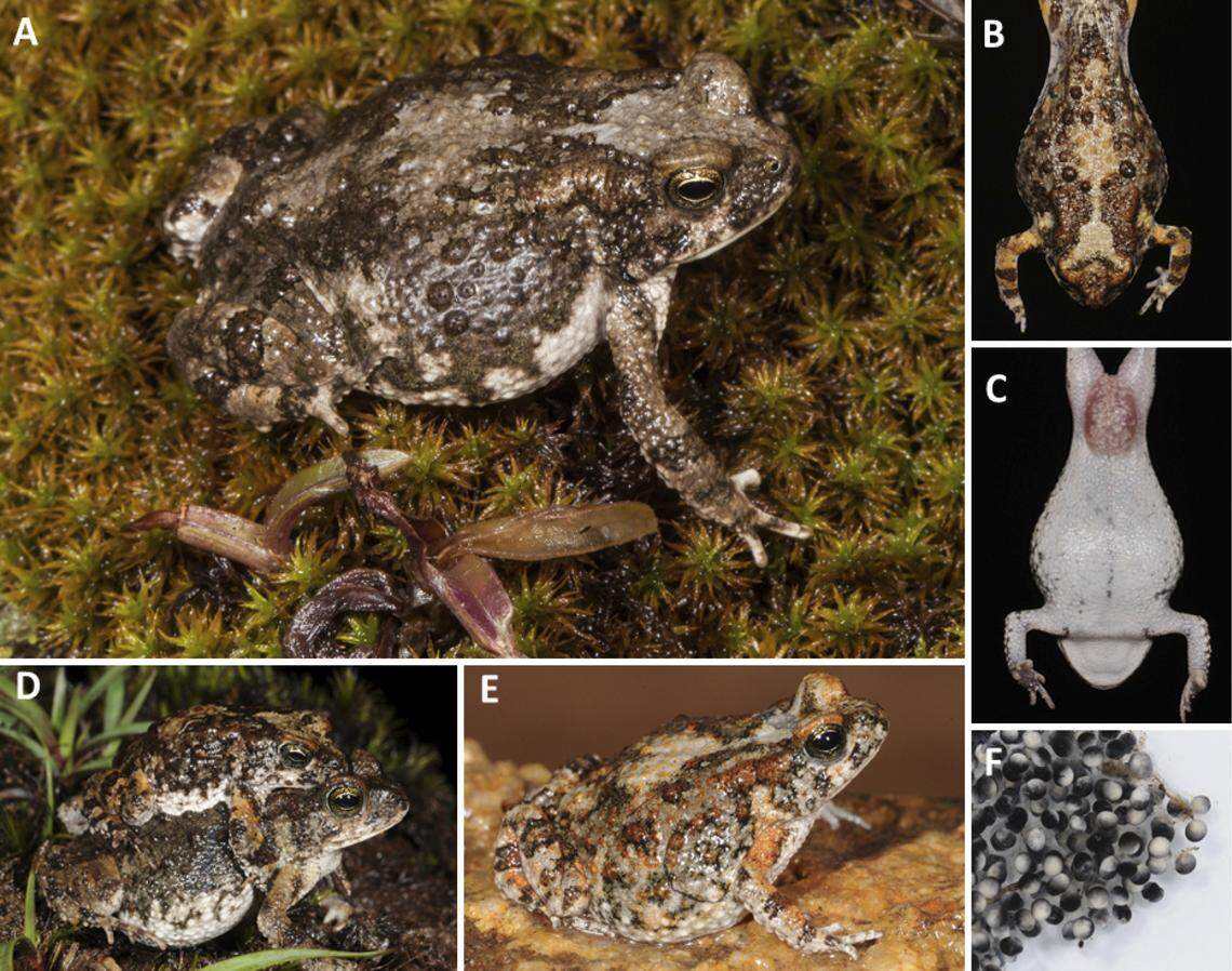 Several Poyntonophrynus nambensis, or Namba pygmy toads, including a mating pair (D) and the species’ eggs (F).