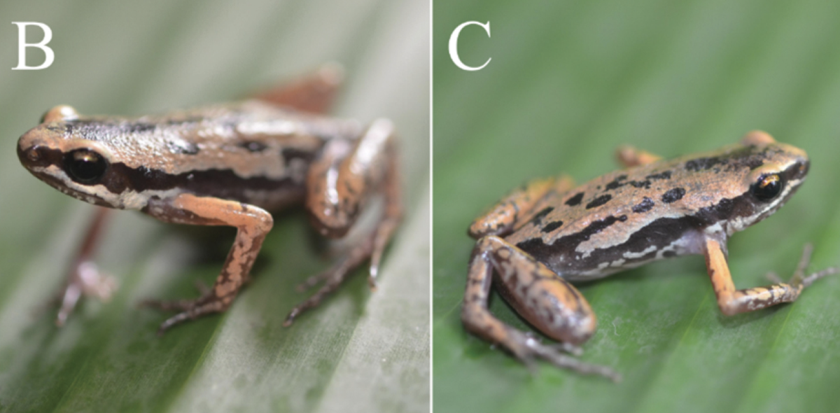 The thick black stripe and orange legs set the frog apart from other species, researchers said.