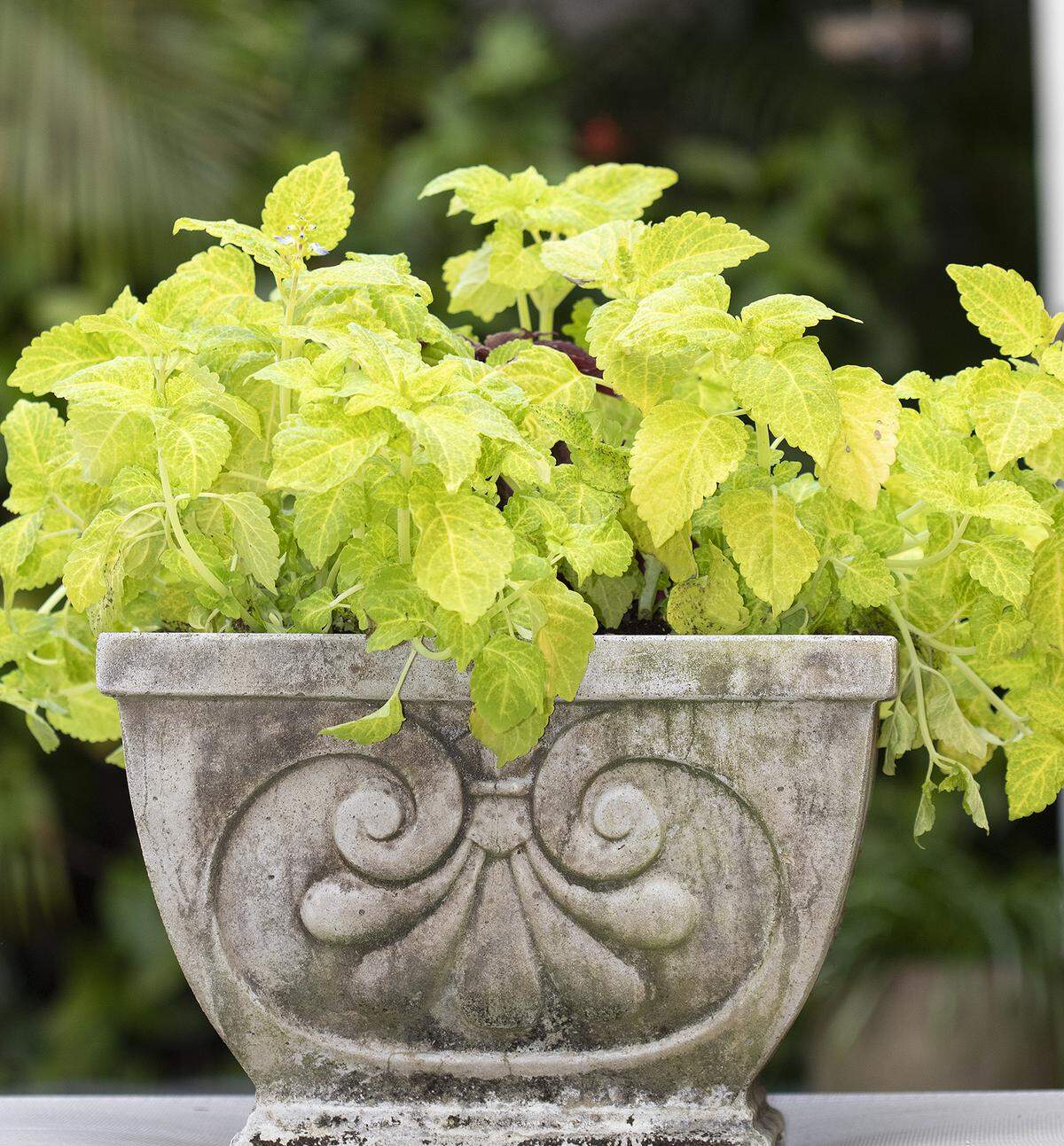 Chartreuse coleus will brighten shady areas.