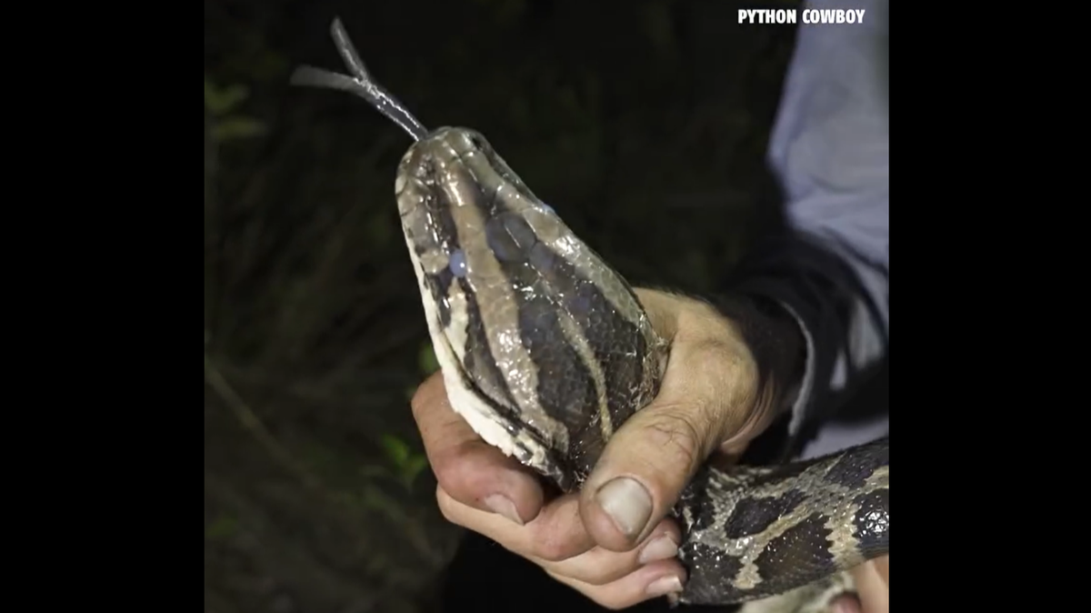 The 9-foot Burmese python was temporarily blinded due to shedding, trapper Mike Kimmel noted.