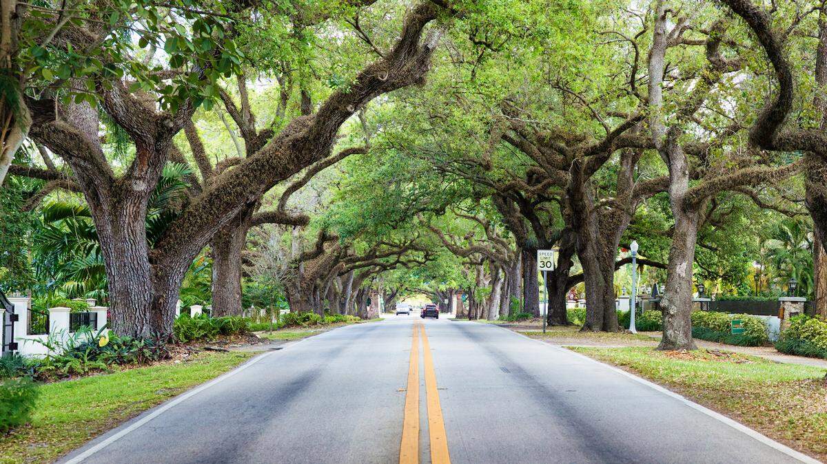 Rent rather than buying a home now in South Florida, real estate experts told the Miami Herald. Above: A street of single-family homes in Coral Gables shaded by a canopy of trees.