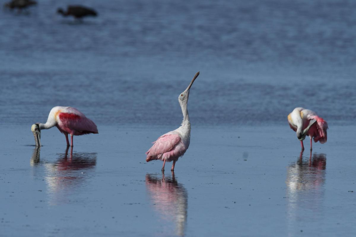 Roseate spoonbills wade for prey in Merritt Island in Brevard County, one of the Central Florida hot spots for a bird that once mainly lived in Florida Bay and the Everglades. Scientists believe climate change is one of the prime factors that have pushed the threatened birds north.