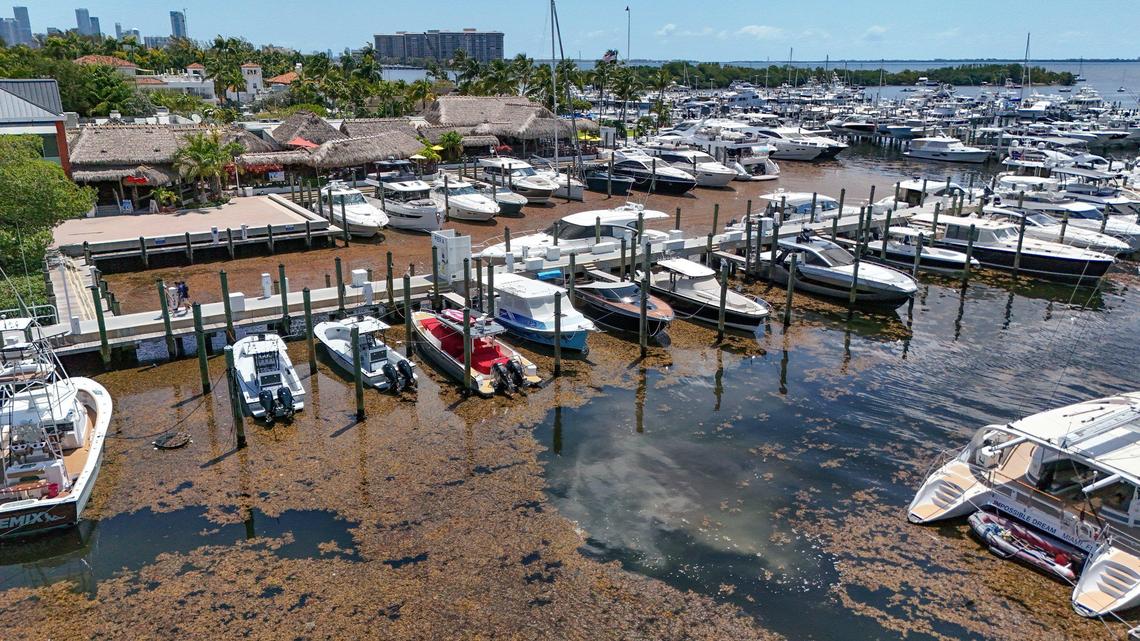A seaweed belt surrounds boats moored along Dinner Key Marina outside of Monty’s Coconut Grove restaurant in Miami, Florida on Thursday, May 8, 2025. Scientists predict 2025 to be a record seaweed season.
