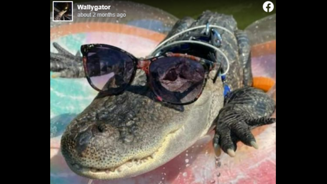 “I saw your story and it melted my heart,” one person told Wally’s owner.