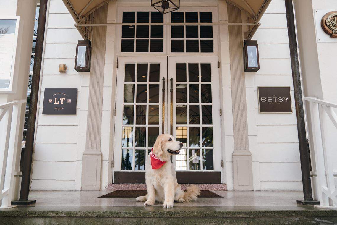 One of the happy Canine Executive Officers at The Betsy South Beach.