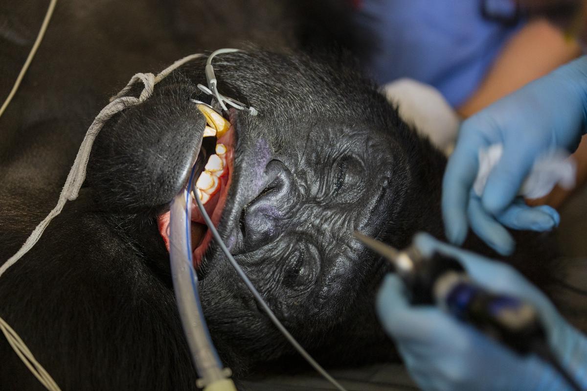Barney, a 25-year-old silverback gorilla, gets his annual checkup at Zoo Miami on Tuesday, Dec. 11, 2018. Zookeepers were concerned by Barney’s persistent cough and after his examination they learned he had mites in his airways.