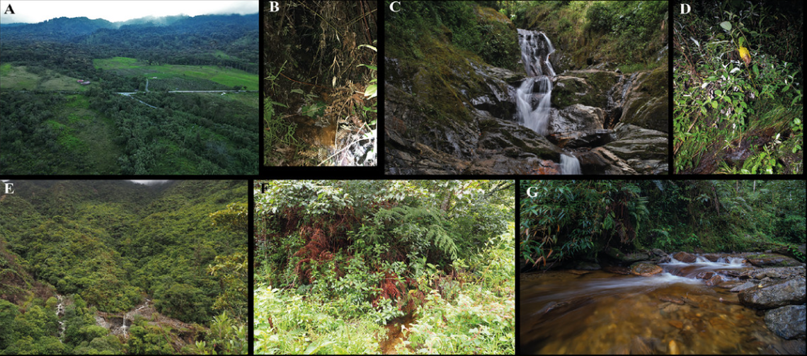 Both new species were found along streams in the Ecuadorian Andes.
