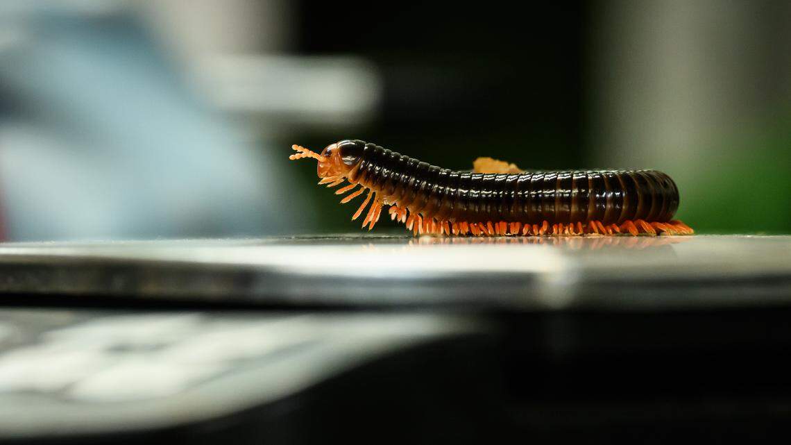 DUNSTABLE, ENGLAND - AUGUST 21: A Red-legged millipede is weighed (coming in at 8 grammes) during the annual weigh-in photocall at ZSL Whipsnade Zoo on August 21, 2023 in Dunstable, England. The annual weigh-in allows zookeepers and veterinarians to record vital statistics and track the health and wellbeing of the 10,000 animals at the UK's largest zoo. (Photo by Leon Neal/Getty Images)