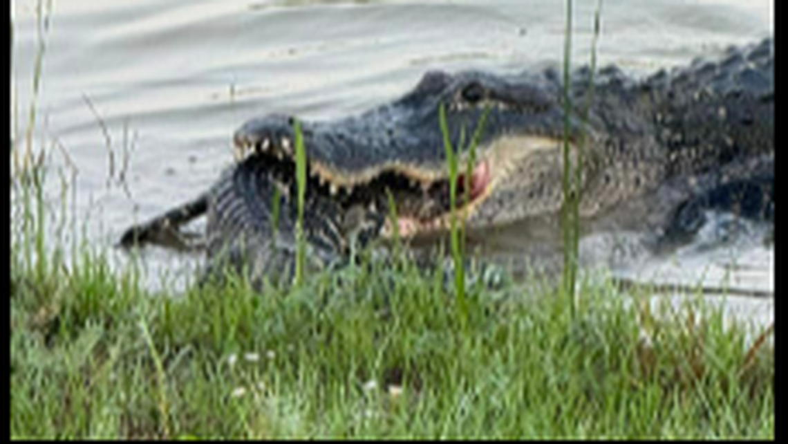 The alligator sank back into the water with the smaller alligator still in its mouth, Sue Edwards says.