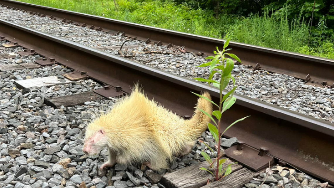 Maria Gibbons was riding a four-wheeler in upstate New York when she spotted this albino porcupine along railroad tracks.