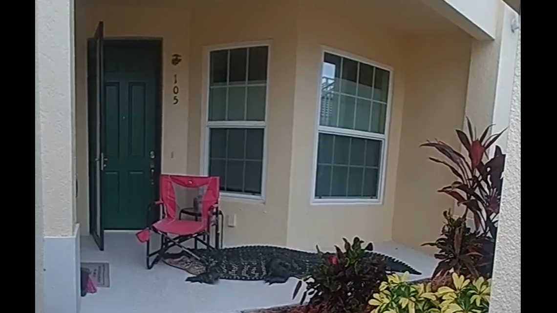 The alligator was found on someone’s porch with this lawn chair stuck on its head, video shows. It happened May 9 in Lee County, Florida.