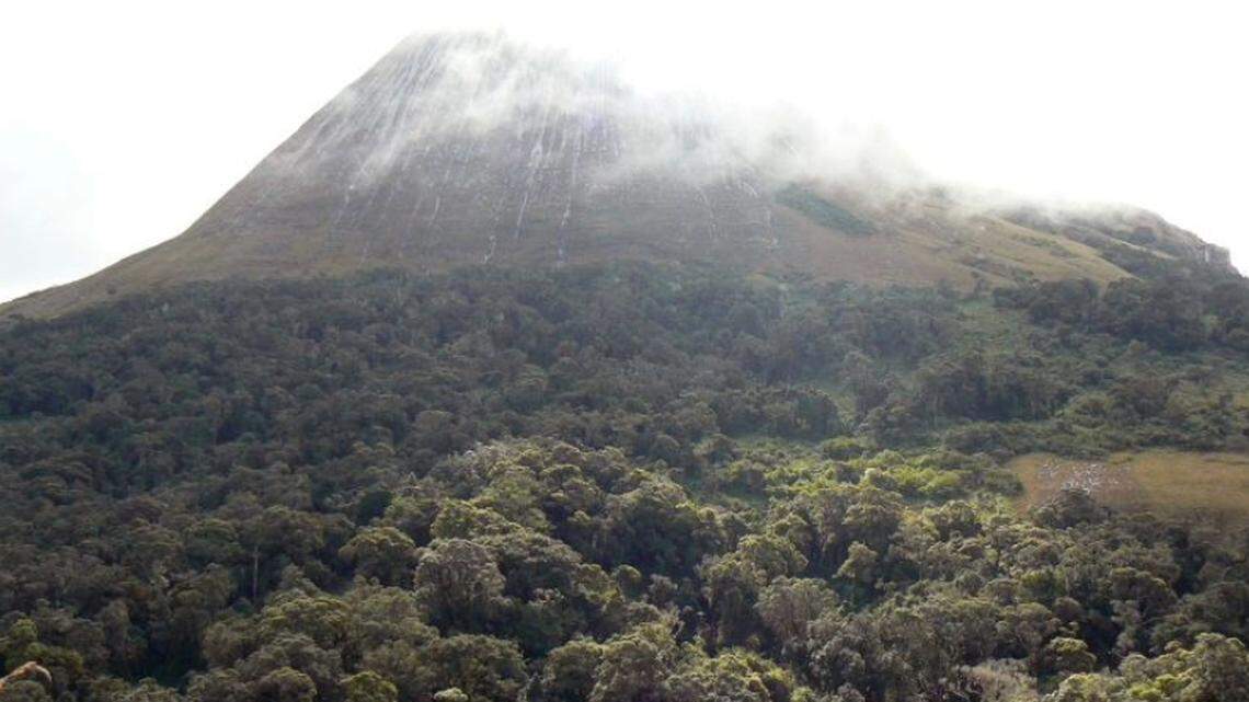 The rainforests of Mount Mamuli in Mozambique hold undiscovered species from every animal kingdom.