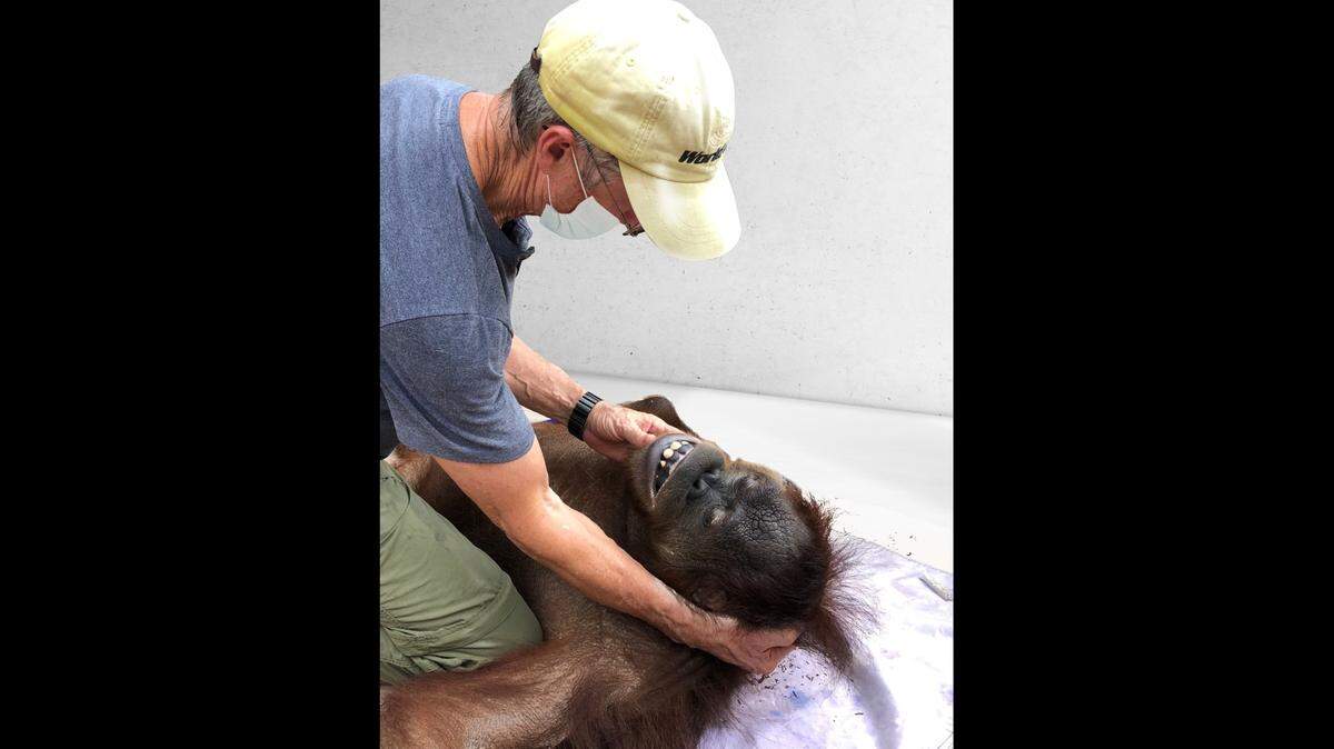 Veterinarian Don Harris works on Peanut in July 2020 at Jungle Island.