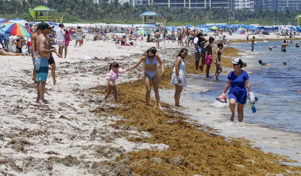 Beachgoers navigate crossing a patch of seaweed along South Beach.