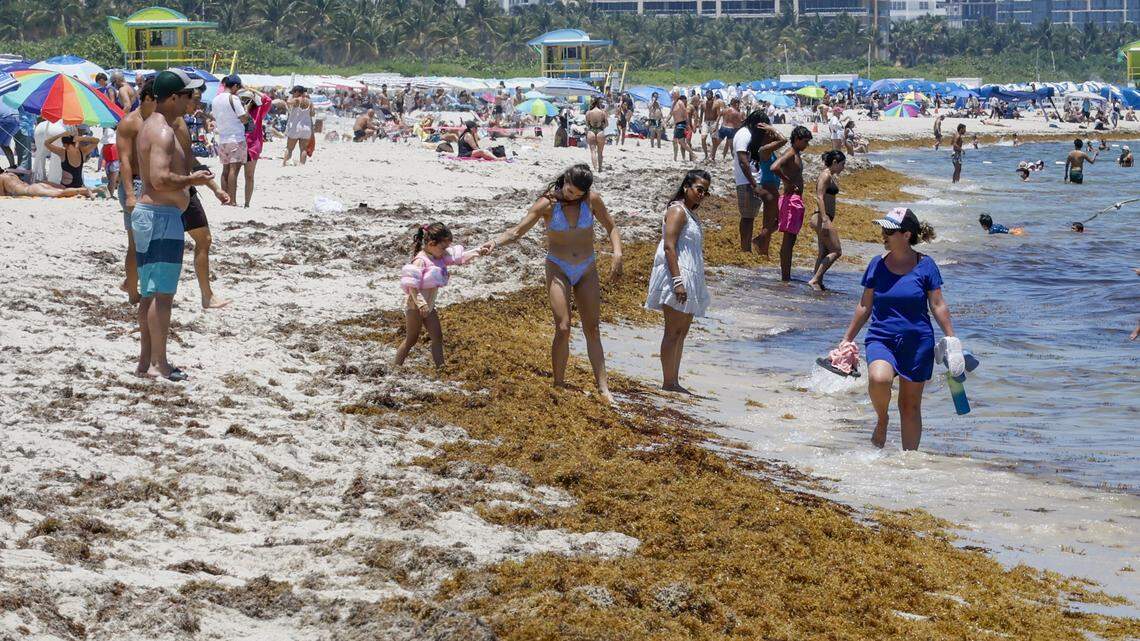Sargassum is starting to pile up in South Florida. Here’s what to know