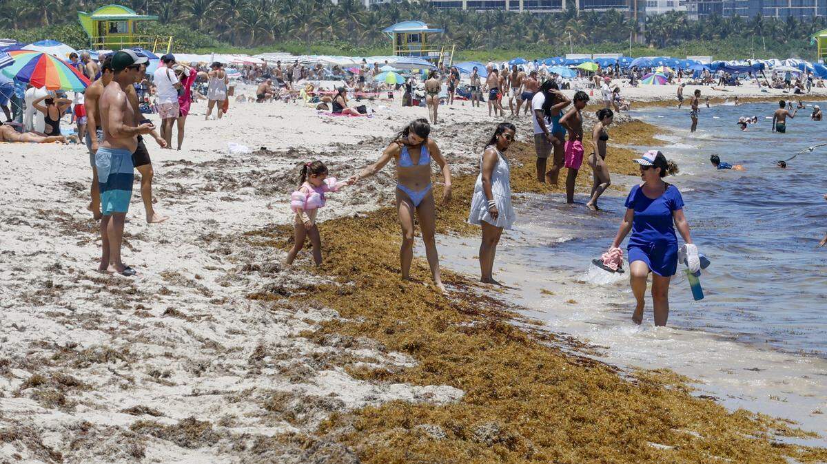 Beachgoers navigate crossing a patch of seaweed along South Beach on Thursday, May 7, 2026. This year is predicted to be another record-setting sargassum year, with potentially more blooms reaching shore than last year. The problem is only expected to get worse, with blooms growing larger and arriving earlier. Miami-Dade spends nearly $4 million to rake sargassum off its beaches and take it to the landfill.