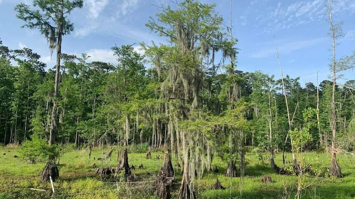 A man in woods of southern Louisiana reports a naked woman with an ax chased him to his car, then disappeared, Slidell police say. 