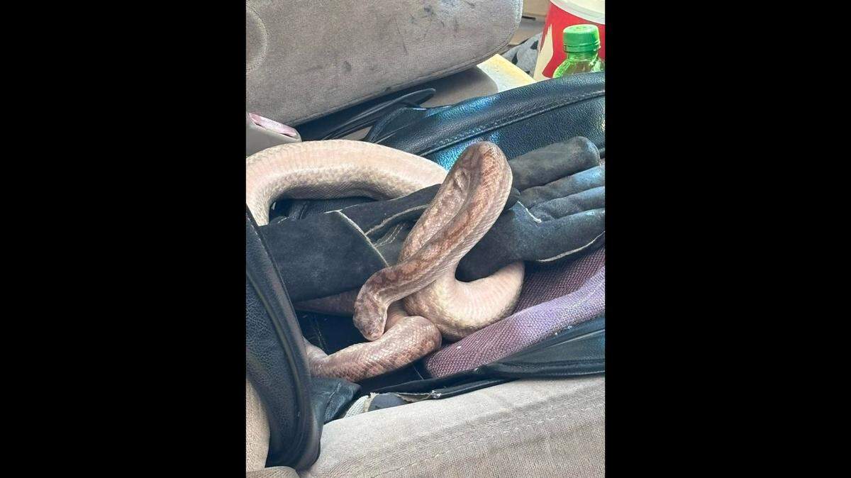 A Florida sheriff’s deputy discovered this boa constrictor was freely roaming a pickup truck during a traffic stop.