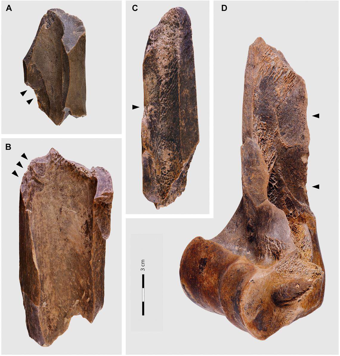 The bones were broken while they were still fresh, then possibly boiled to pull the fat out of the bones.