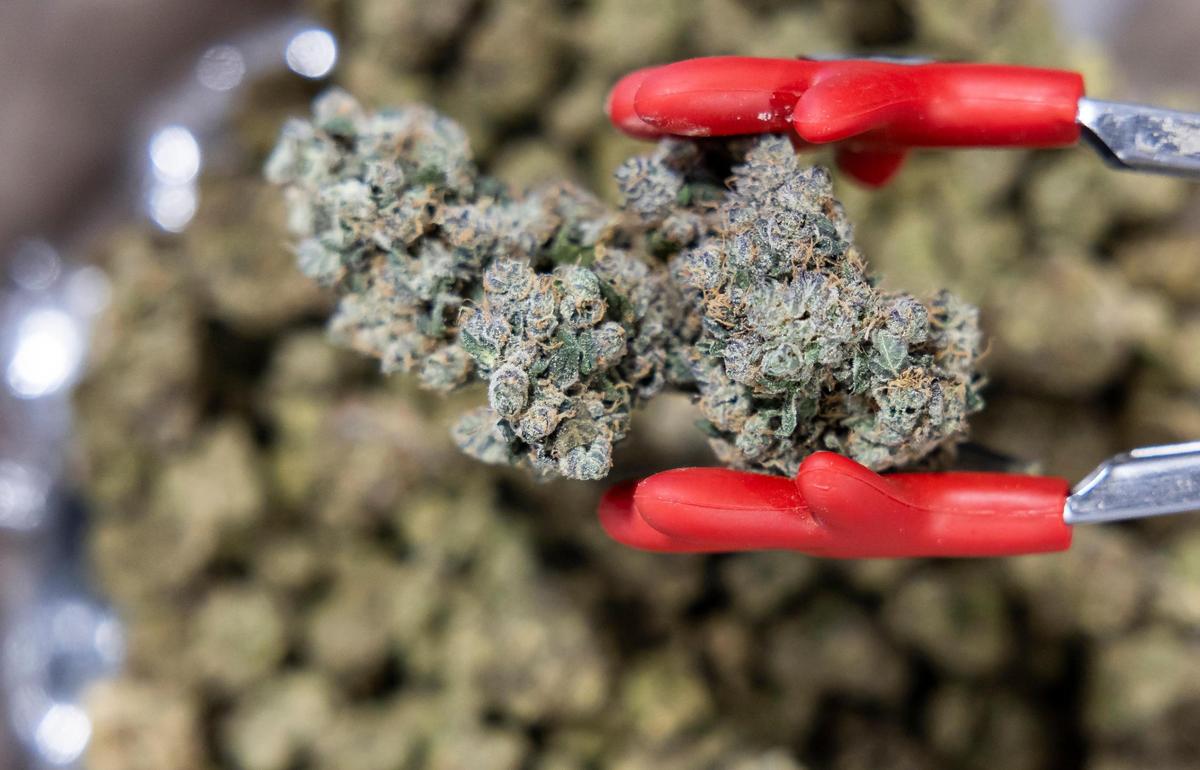 Havana Hemp flower is on display during the CHAMPS Trade Show at the Broward County Convention Center on Thursday, Oct. 17, 2024, in Fort Lauderdale, Fla.