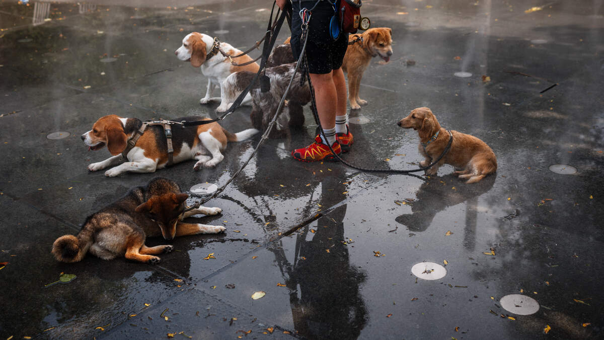 A caring dog sitter cools off dogs in a mist fountain as France experiences a heatwave, in central Paris on June 23, 2026.