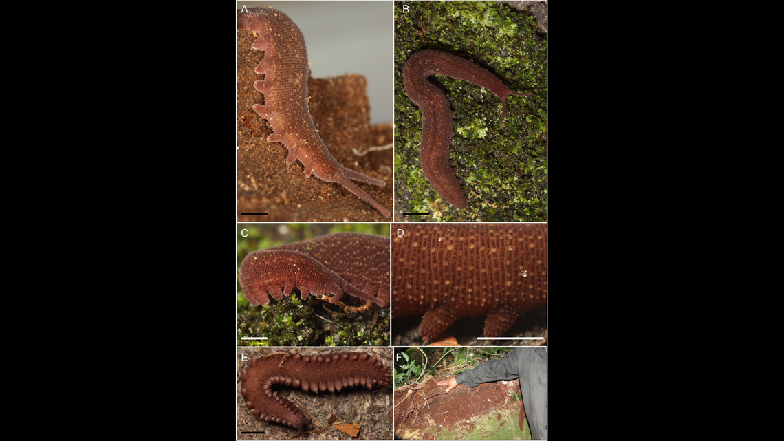 The tiny critters have between 26 and 28 pairs of legs, according to researchers.