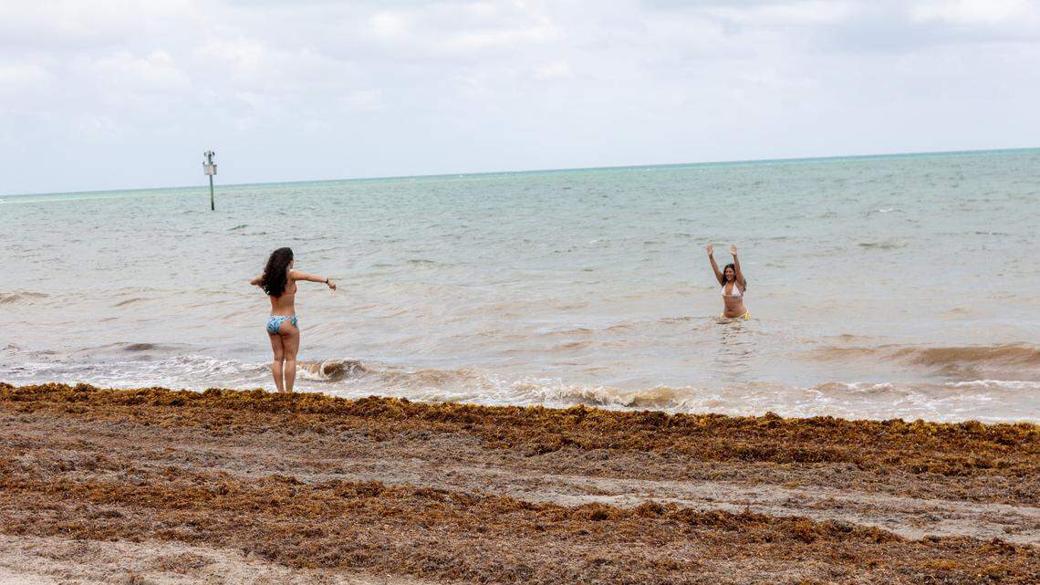 Cantidades récord de algas sargazo podrían estar llegando al sur de Florida, según expertos
