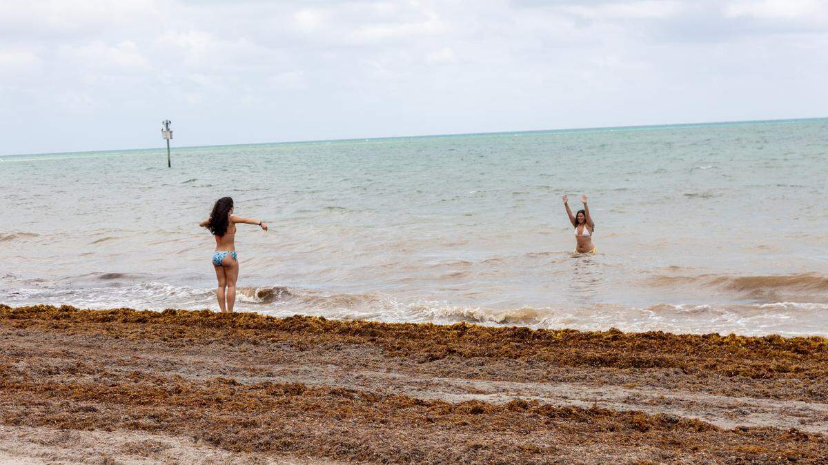 Archivo - Sargazo en la costa de Key Biscayne el jueves 24 de abril de 2025.