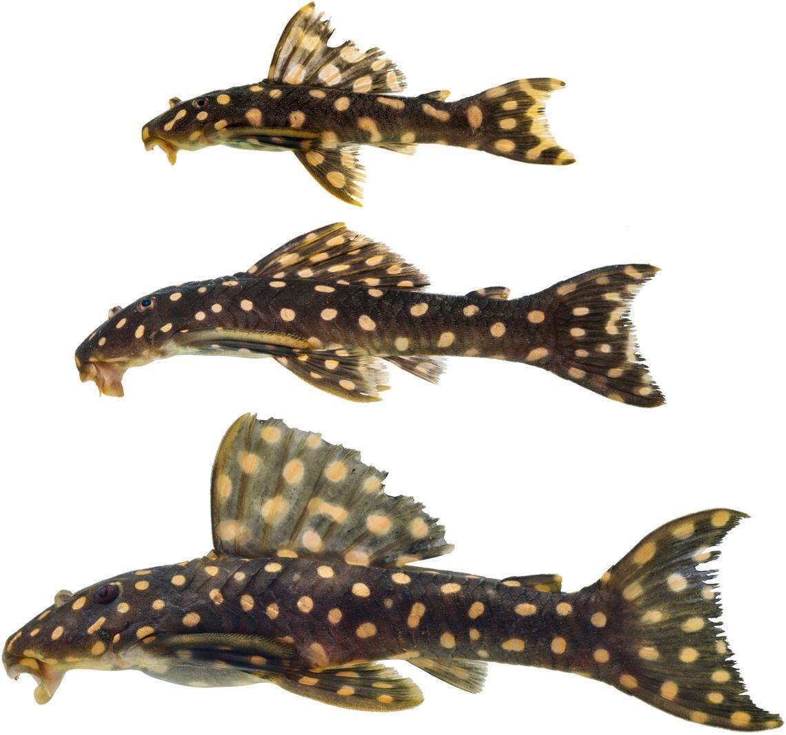 A juvenile (top), subadult (middle) and adult (bottom) of Scobinancistrus raonii, or Raoni’s armored catfish.