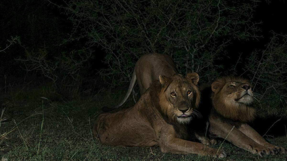 Jacob, and his brother Tibu, made history when they swam two-thirds of a mile across a “predator-infested” river in Uganda.