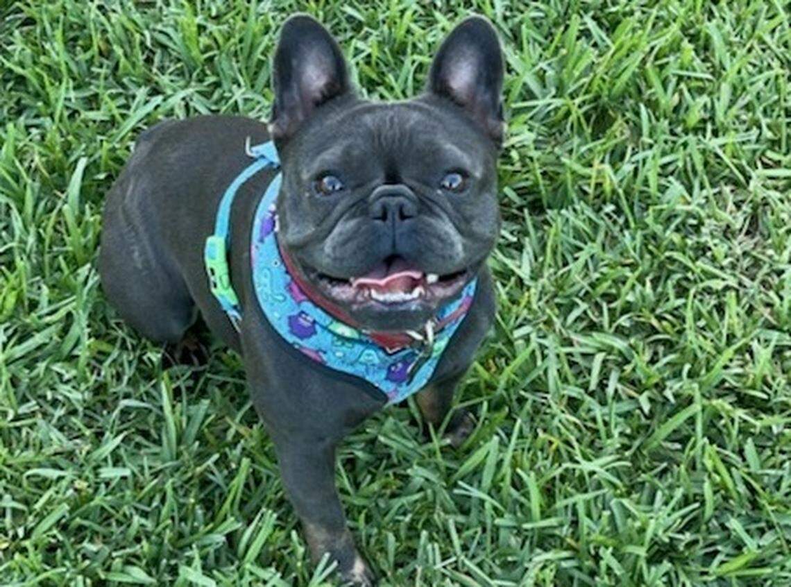 Sailor, an 18-month-old French bulldog who lives in the Keys, was safely returned to her owners after she was kidnapped in June 2022.