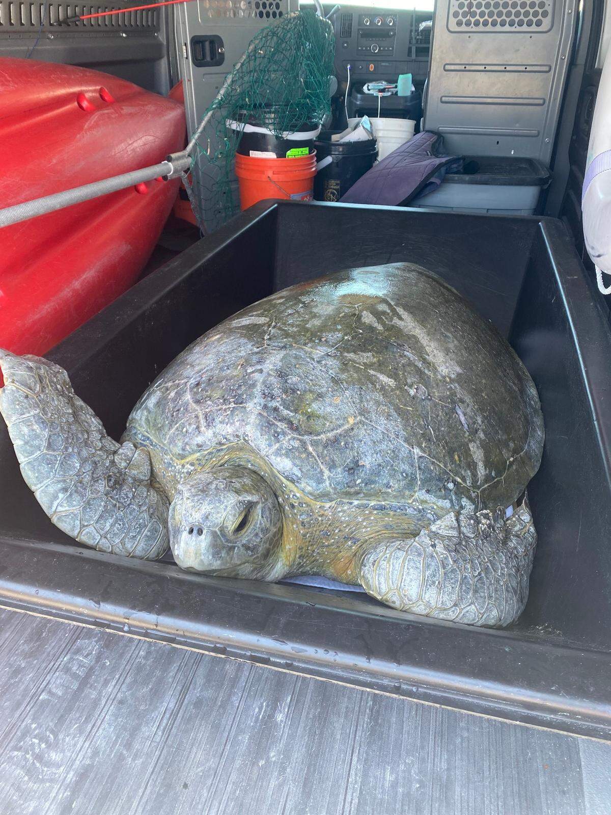 A large green sea turtle is in a bin while it is being prepared for transport to the Turtle Hospital in the Florida Keys Monday, March 28, 2022.