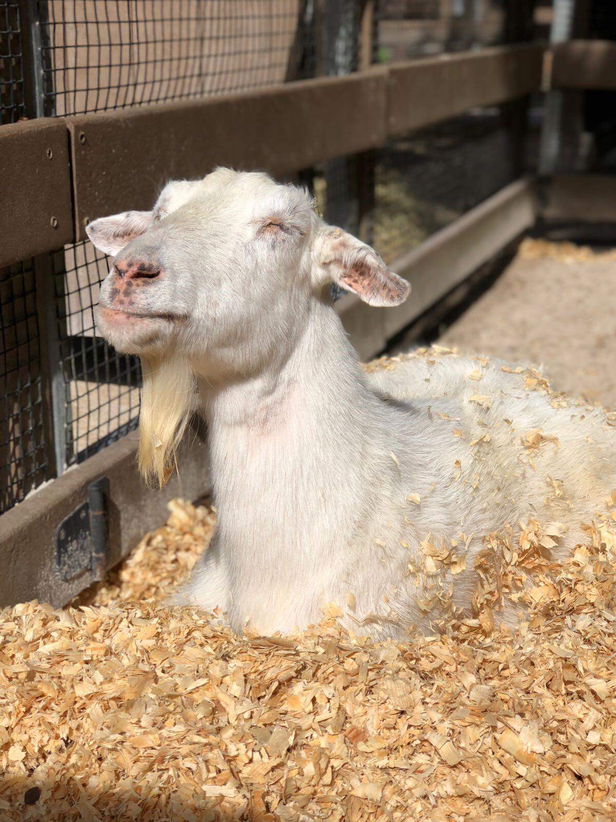 Franny the goat rests at her exhibit during her eight-year stay at Zoo Miami.