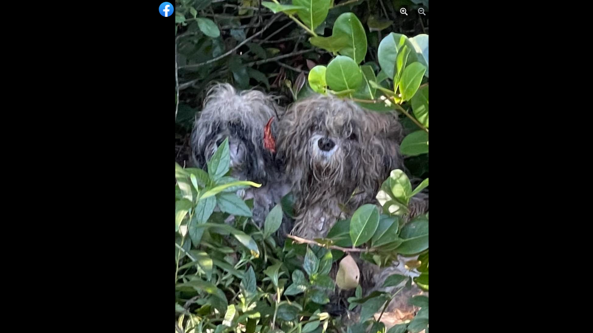 The dogs tried to hide themselves when they were spotted near a parking lot, Florida deputies said.