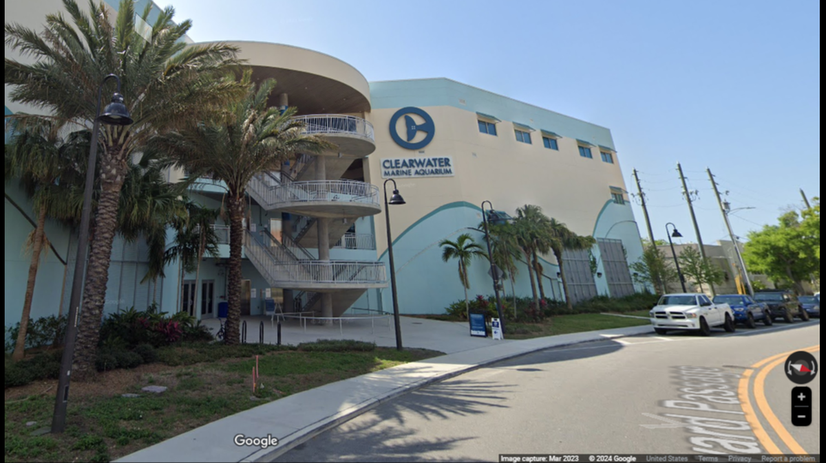 A veterinary team from the Clearwater Marine Aquarium nursed more than a dozen frozen creatures back to health before their release in Florida.