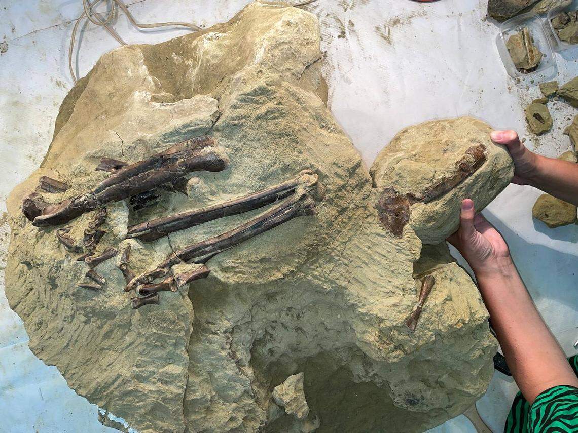 The dinosaur has uniquely proportioned legs and a large toe that makes it stand “ostrich-like” and run quickly, the researchers said.