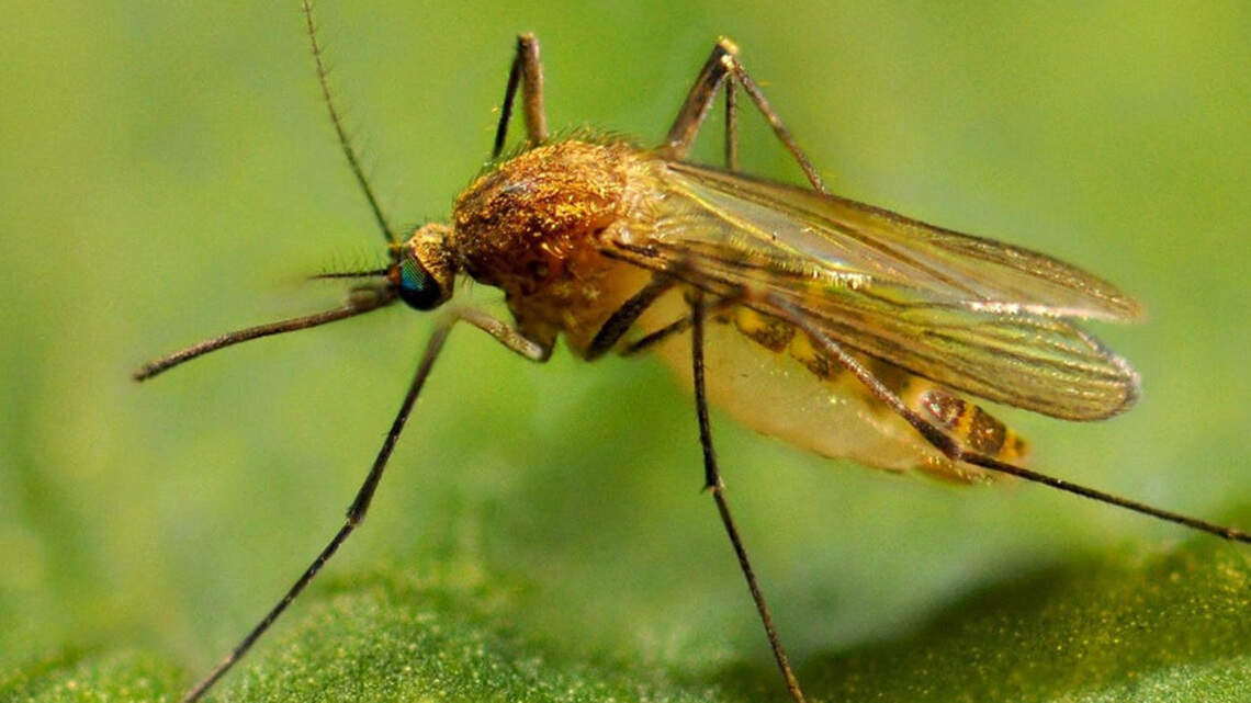 Mosquito Control Starts in Your Backyard: Simple Steps to Stop the Breeding Cycle