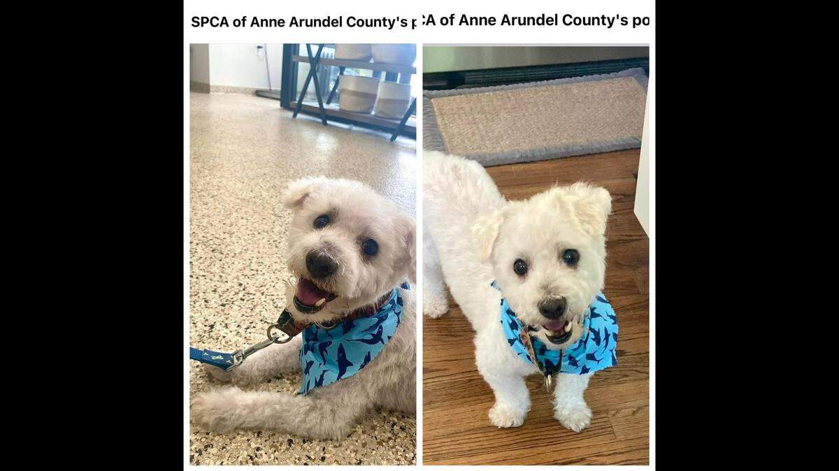 Asla is such a sweet, lovable little guy.
