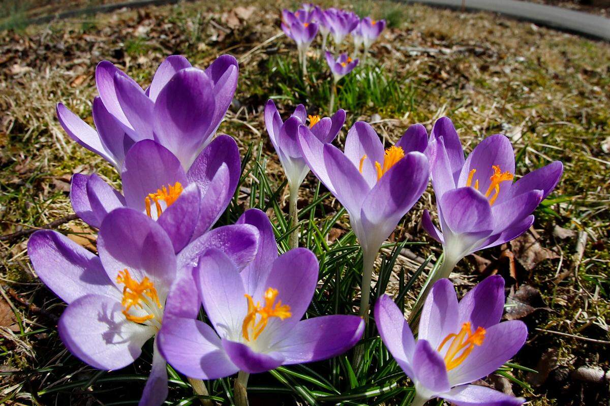 A cluster of crocus bulbs blossom as temperatures reach the mid-60’s, Monday, March 9, 2020, in Zelienople, Pa. (AP Photo/Keith Srakocic)
