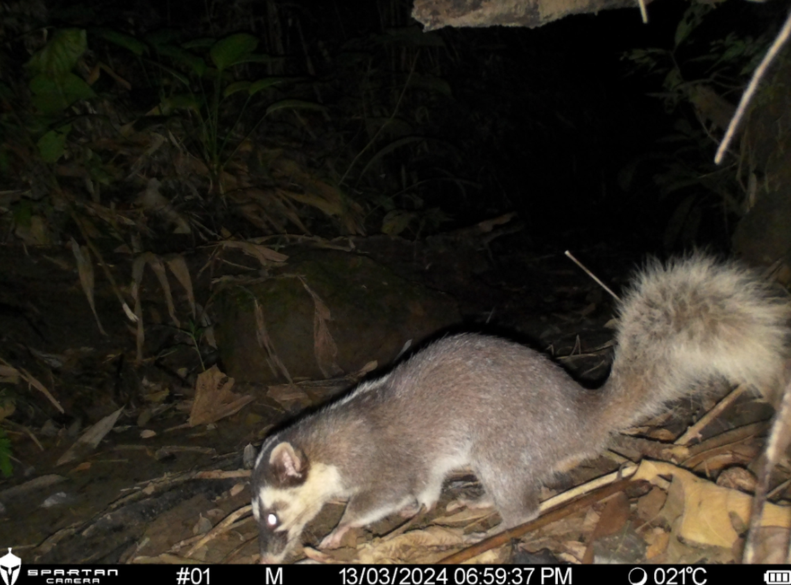 The ferret badger is neither a ferret nor a badger and is known for its identifiably bushy tail.