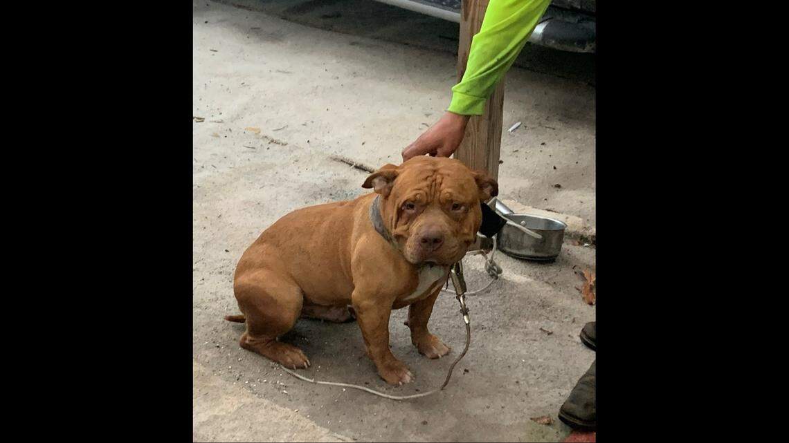 The dog’s 43-year-old owner was not home at the time, officials said. That prompted staff with Animal Cruelty Investigations Alliance and a Domestic Animal Services to free the dog and take it with them, officials said.