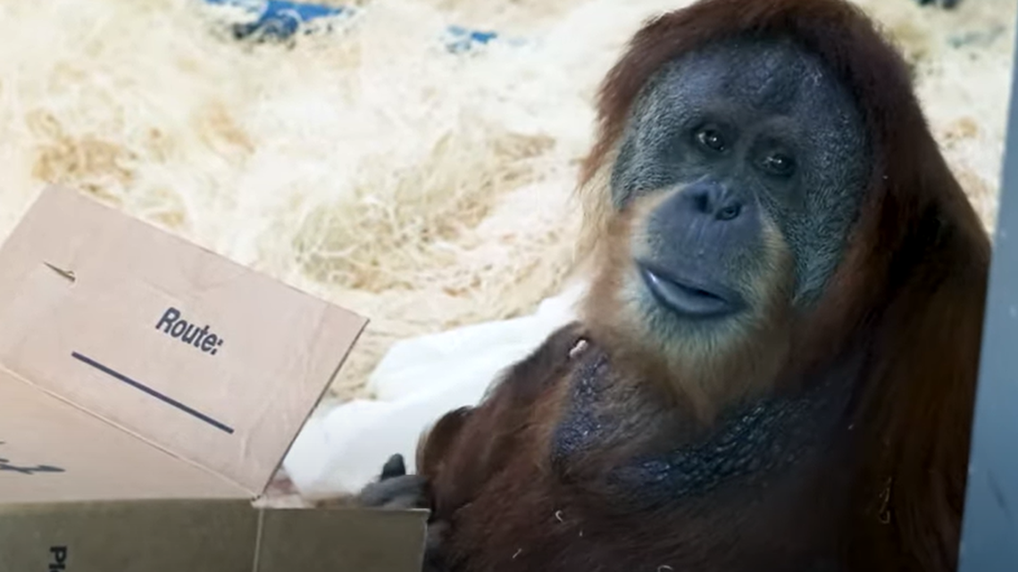 The Philadelphia Zoo announced the birth of a critically endangered Sumatran orangutan, the first for the zoo in 15 years.