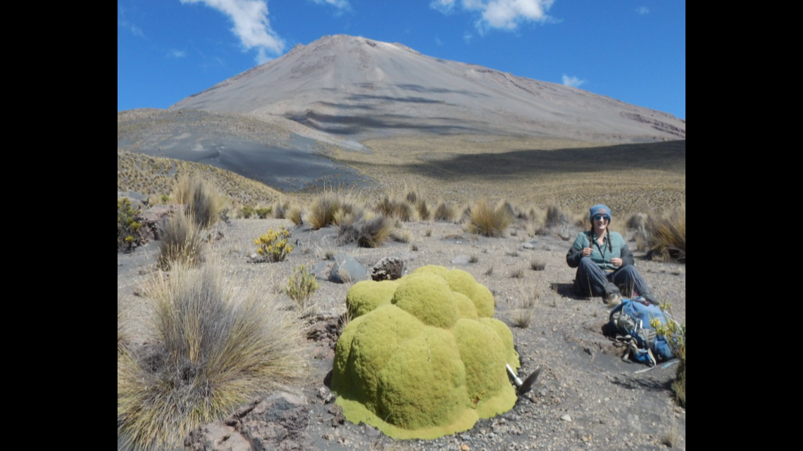 A mysterious lumpy growth in Peru known as the yareta may count among the world’s oldest plants, according to the U.S Geological Survey.
