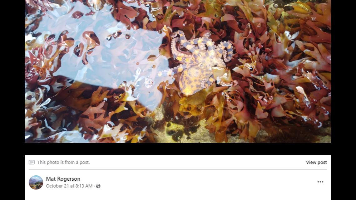 The small creatures have “exceptionally deadly” venom, experts said.