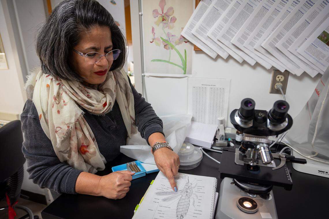 Yisell Valazquez-Hernandez shows the short-spined thrips taxonomy identification.