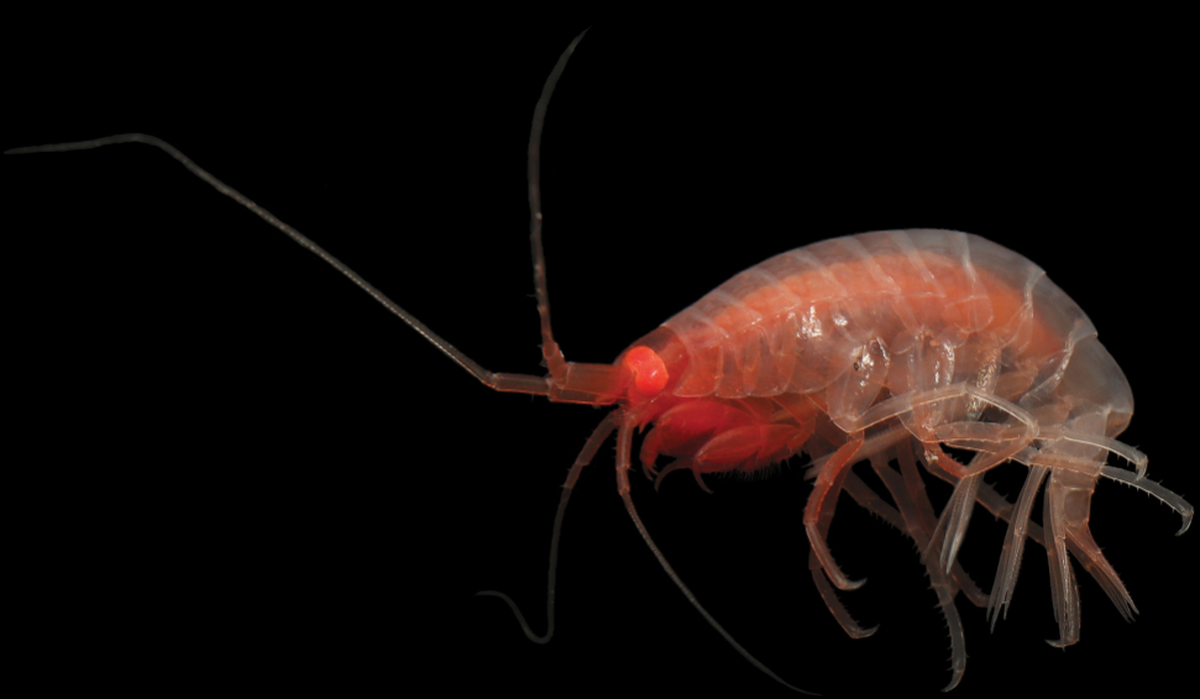 Another “rare” species was found on the same expedition.