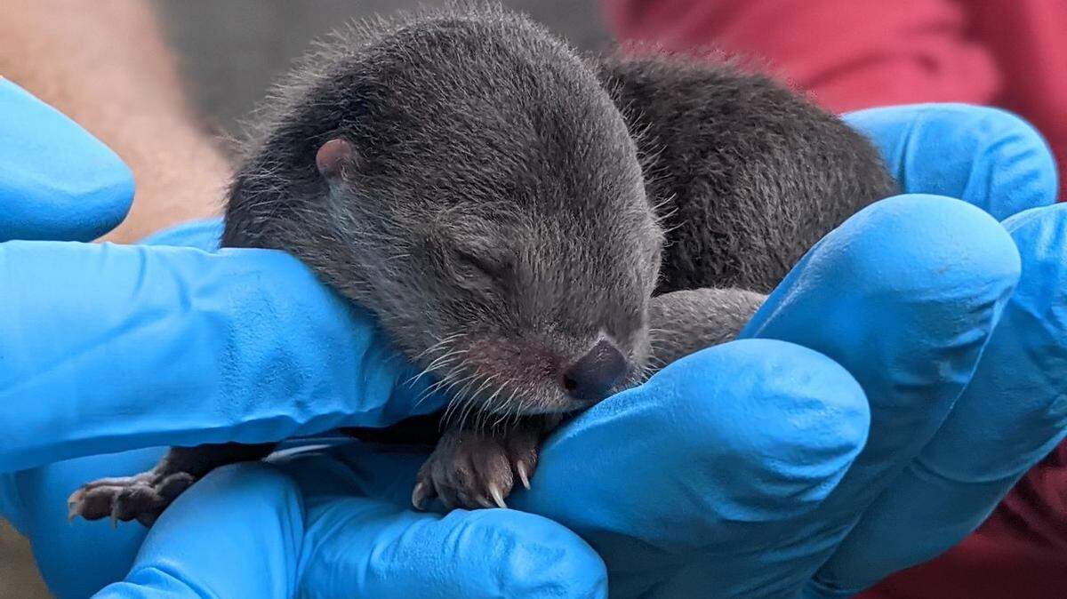 Three North American river otters were born at Zoo Miami on Feb. 5, 2021.